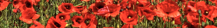 Poppies